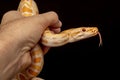 Gold Python, Reticulated python Python reticulatus Royalty Free Stock Photo