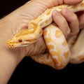 Gold Python, Reticulated python Python reticulatus Royalty Free Stock Photo