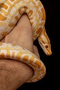 Gold Python, Reticulated python Python reticulatus Royalty Free Stock Photo