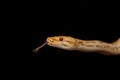 Gold Python, Reticulated python Python reticulatus Royalty Free Stock Photo