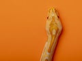Gold Python, Reticulated python Python reticulatus Royalty Free Stock Photo