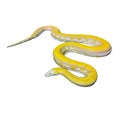 Gold Python,Reticulated python (Python reticulatus) Royalty Free Stock Photo
