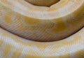 Gold Python,Reticulated python skin. Royalty Free Stock Photo
