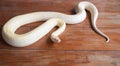 Gold python snake On wooden floor Royalty Free Stock Photo