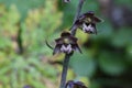 Epipactis atrorubens, Dark Red Helleborine, Orchidaceae Royalty Free Stock Photo