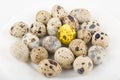 Gold quail egg Royalty Free Stock Photo