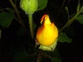 Gold and red rose bud Royalty Free Stock Photo