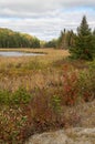 Autumn colors in the meadow and forests of Algonquin Park Royalty Free Stock Photo