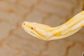 Gold Reticulated Python or Boa. Royalty Free Stock Photo