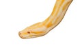 Gold Reticulated Python or Boa isolate on white background with Royalty Free Stock Photo
