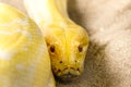 Gold Reticulated Python or Boa in nature. Royalty Free Stock Photo