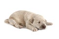 Gold retriver dog (baby) Royalty Free Stock Photo