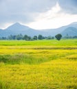 Gold rice field with the blue sky. Royalty Free Stock Photo