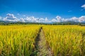 Gold rice filed under blue sky and cloud in harvest time Royalty Free Stock Photo