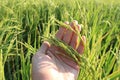 Gold rice plant in field and Sunset , Thailand 23 Dec 17