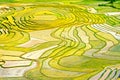 Gold rice terraces of Baping