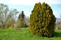 Gold Rider is only a recent cypress nobleman from Holland. Its flat fans of branches are conspicuously yellow-green and stand out