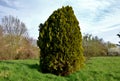 Gold Rider is only a recent cypress nobleman from Holland. Its flat fans of branches are conspicuously yellow-green and stand out