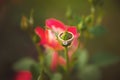 A gold ring with a diamond on a rose bud. Royalty Free Stock Photo