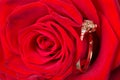 Gold ring with diamonds hidden in rose petals. Royalty Free Stock Photo