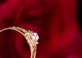 Gold ring and red rose. Royalty Free Stock Photo