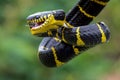 The gold-ringed cat snake in attacking position