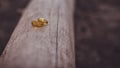 Gold engagement rings laying on wooken plank