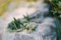 Gold rings for a wedding on a stone with a sprig of an olive tree with fruits on a blurred background. Royalty Free Stock Photo