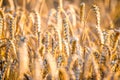 ears of wheat in a field Royalty Free Stock Photo