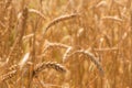 Gold ripe wheat field background texture, ear, spike, spica