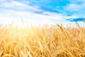 Gold ripe wheat field and blue sky