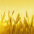 Gold ripe wheat on field in rays of sunset. Sunshine and wheat ears. Rich harvest concept. Copy space. Selective focus