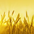 Gold ripe wheat on field in rays of sunset. Sunshine and wheat ears