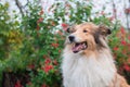 Beautiful rough collie portrait, long hair Royalty Free Stock Photo