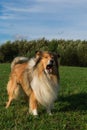 Gold rough collie standing Royalty Free Stock Photo