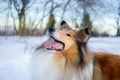 Gold rough collie, winter, snowy Royalty Free Stock Photo