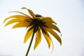 Gold rudbeckia flowers on a sunny day