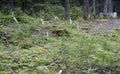 Gold Rush Cemetery, Skagway, White Pass, Chilkoot Pass, Yucon, Klondike, Alaska, United States Royalty Free Stock Photo