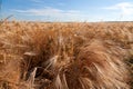 Gold rye and wheat field under blue sky in Ukraine, peaceful agricultural country before russian invasion Royalty Free Stock Photo