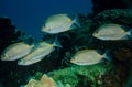 Gold saddle Yellow spot Rabbitfish, (Siganus guttatus)