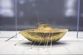 Gold sailing ship. Artefacts that belongs to Iron Age Broighter hoard set Royalty Free Stock Photo