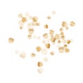 Gold seashells vector, golden pearl bivalved mollusks. Royalty Free Stock Photo