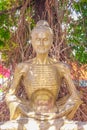 Gold seated buddha image statue under cannonball tree flower in temple of Thailand