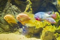 Gold Severum Cichlid fish in a Sea Life Aquarium in Istanbul city Turkey