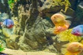 Gold Severum Cichlid fish in a Sea Life Aquarium in Istanbul city Turkey