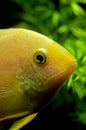 Gold Severum South American Cichlid in Aquarium Royalty Free Stock Photo