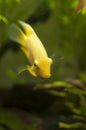 Gold Severum South American Cichlid in Aquarium Royalty Free Stock Photo