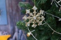 gold shiny christmas ornament hanging from a green pine tree Royalty Free Stock Photo