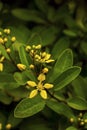 Gold shower Plant, Thryallis glauca Kunte, Malphigiaceae Royalty Free Stock Photo