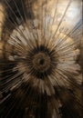 Golden and black burst in grunge style Royalty Free Stock Photo